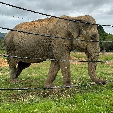 Elephant Haven : le sanctuaire des éléphants